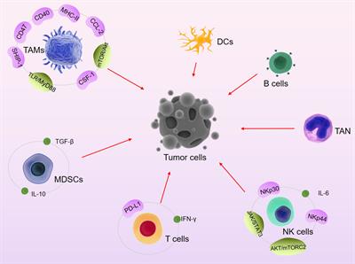 Active ingredients of traditional Chinese medicine for enhancing the effect of tumor immunotherapy